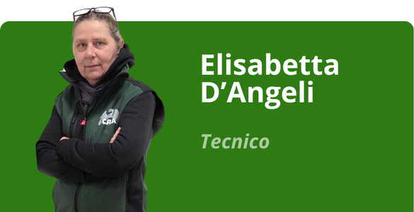 Immagine team