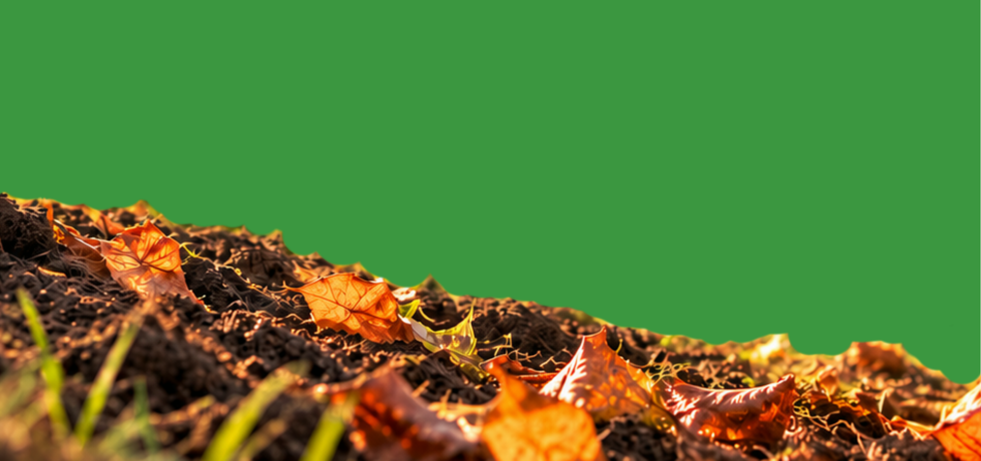 Concimazione autunnale dei fruttiferi: preparare oggi la prossima stagione