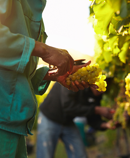 Servizi C.R.A. per l'agricoltura