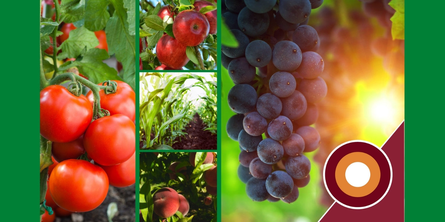 Nitrophoska® 13-9-16 (+4 MgO +17,5 SO3)