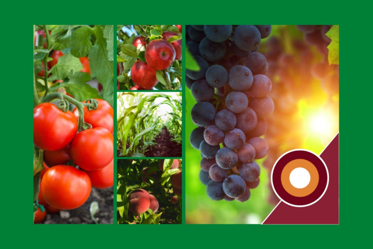 Nitrophoska® 13-9-16 (+4 MgO +17,5 SO3) Nitrophoska® 13-9-16 (+4 MgO +17,5 SO3)