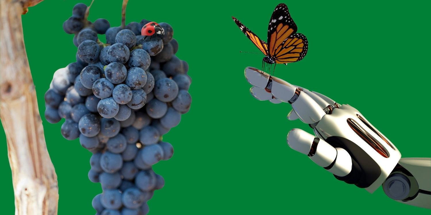 Acinellatura, come risolvere il problema? Acinellatura, come risolvere il problema?