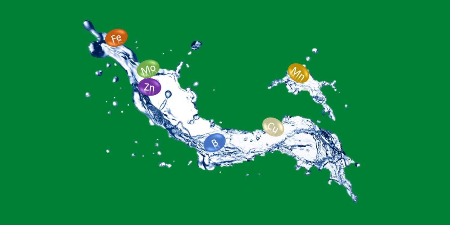 Carenza di microelementi? Carenza di microelementi?